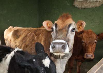 Vacas en San Gerardo