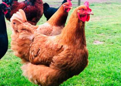 Gallos en San Gerardo Melilla